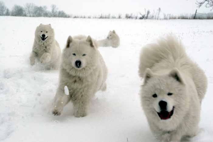 Snowy, Kiki, Puskin og Baltazar